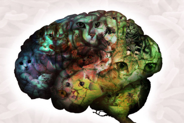 Toxo Terror: Are Our Brains Controlled by Cat-Loving Parasites?