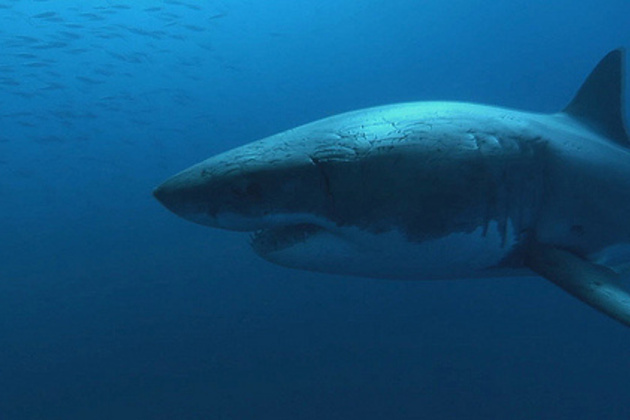 Will Anti-Shark Wetsuits Fail Like Other Shark Shields?